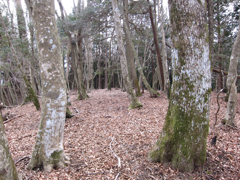 20190205hike (263)